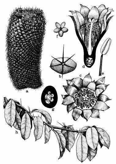 Kvetný vzorec :,,,, K, C, A, G (8-4) Sú to sukulenty (byliny i dreviny) s dužinatou stonkou rozličného tvaru s redukovanými, metamorfovanými alebo až celkom zaniknutými listami.