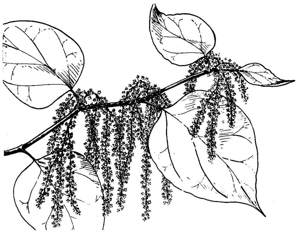 Obr. 112: Krídlatka japonská (Reynoutria japonica) Najbežnejším druhom stavikrvov (Polygonum) je stavikrv vtáčí (P.aviculare). Má poliehavé rozkonárené byle, úzke listy a drobné kvety v ich pazuchách.