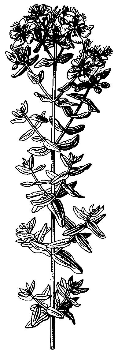 kamélia (Camellia) a čajovník (Thea) obsahujú alkaloidy teín, teobromín. Najdôležitejším druhom je čajovník čínsky (T.sinensis), kultúrna rastlina známa niekoľko tisíc rokov.
