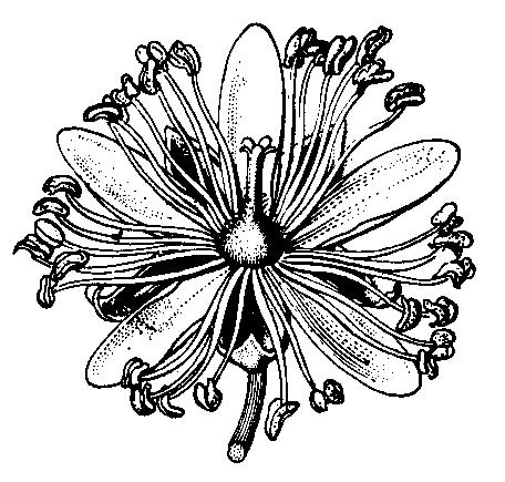 Dreviny i byliny trópov. Sú príbuzné slezovitým s podobnou stavbou kvetu. Plodom je 3-5 púzdrová tobolka. Bavlník (Gossypium) je najdôležitejšia textilná rastlina.