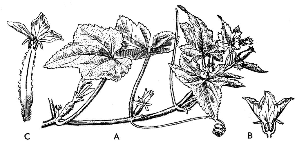 Obr. 129: Uhorka siata (Cucumis sativus): A- časť rastliny, B- prierez samčím kvetom, C- prierez samičím kvetom Tekvica obrovská (C.