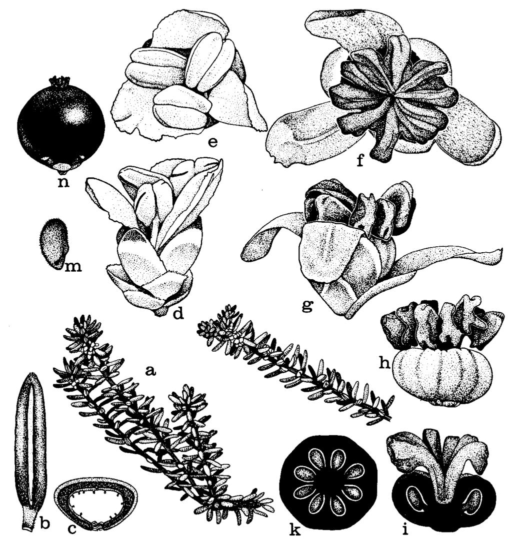 Rod brusnica (Vaccinium) má u nás 4 druhy. Brusnica pravá (V.vitis-idaea) má vždyzelené kožovité listy a červené bobule. Rastie na chudobných a suchých pôdach, ale aj na rašeliniskách.