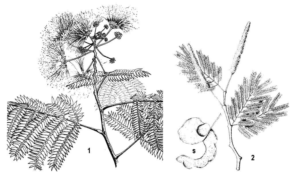 Obr. 135: Mimózovité (Mimosaceae): 1 - Albízia, 2 - Acacia albida - kvitnúca vetvička, s - struk Sú väčšinou tropické a subtropické dreviny, s listami 1-2 krát perovito zloženými.
