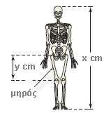 ΘΕΜΑ 4 Οι ανθρωπολόγοι για να προσεγγίσουν το ύψος ενός ενήλικα, χρησιμοποιούν τις παρακάτω εξισώσεις που παριστάνουν τη σχέση μεταξύ του μήκους y (σε cm) οστού του μηρού και του ύψους x (σε cm) του