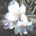 ارعم Silver Tip 1-