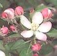 الثمار (11 ملم) Fruit