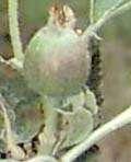 Fruit Maturity 14- نمو