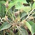 growth(5 cm) 13- نمو