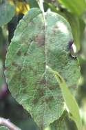 )2( (Apple Scab) Spilocaea pomi أو Venturia inaequalis األم ارض 1- األم ارض الفطرية التبقع او جرب التفاح ظهور بقع زيتية اللون تتحول تدريجيا" إلى البني على سفح األو ارق وتأخذ مظه ار" مخمليا" مسببة