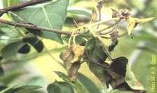 Eye rot ظهور العوارض على األو ارق ظهور العوارض على الب ارعم مرض مزمن على التفاح في لبنان لوجود الظروف المناخية المناسبة لظهوره: ح اررة بين 90 و 20 درجة مئوية ورطوبة عالية يصيب بشكل أساسي األو ارق