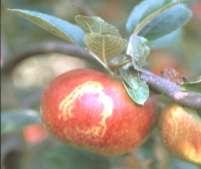 , INRA) المكافحة الوقائية: المكافحة العالجية: صورة رقم 37 فيروس موزايك التفاح Apple mosaic virus صورة رقم 32 فيروس التبقع األصفر أو ارق التفاح Apple chlorotic leaf spot virus إن