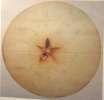بواسطة جهاز Hand Refractometer )صورة رقم 19( - 91 : )12 Penetrometer