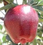 ارعم منتشرة على جوانب الطرد.)2 )Terminal السنوي أو على البرعم التاجي Bud( )صورة رقم لهذه األغصان يفضل تطعيم هذه المجموعة على أصول شبه مقزمة أو المقزمة.