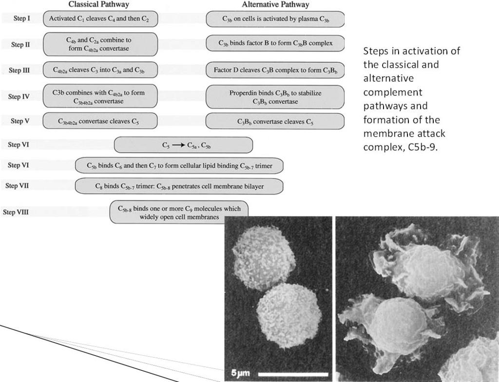 Steps in activation of the classical and alternative complement pathways and formation of the membrane attack