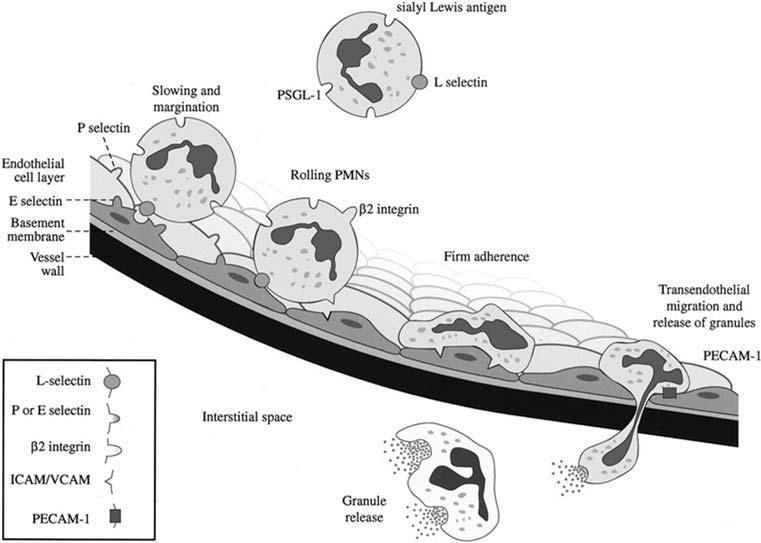 ligands. Marginated neutrophils, which are slowed by local vasoconstriction and reduced blood flow, lightly adhere to endothelial cells via selectin expression and begin to roll.