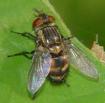 4.4 ΤΑΞΗ: Δίπτερα (Diptera) Στην τάξη αυτή ανήκουν πολλά είδη εντόμων μικρών έως μεσαίων διαστάσεων (0,5 50 mm).