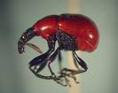 Acarina Araneae Collembola