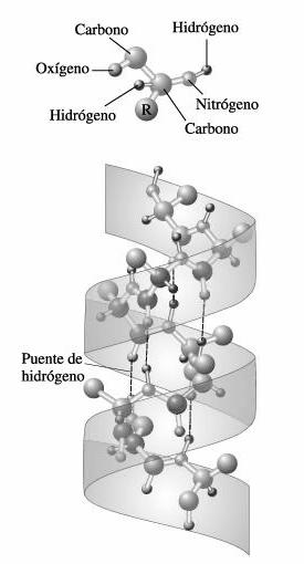 insulina humana.