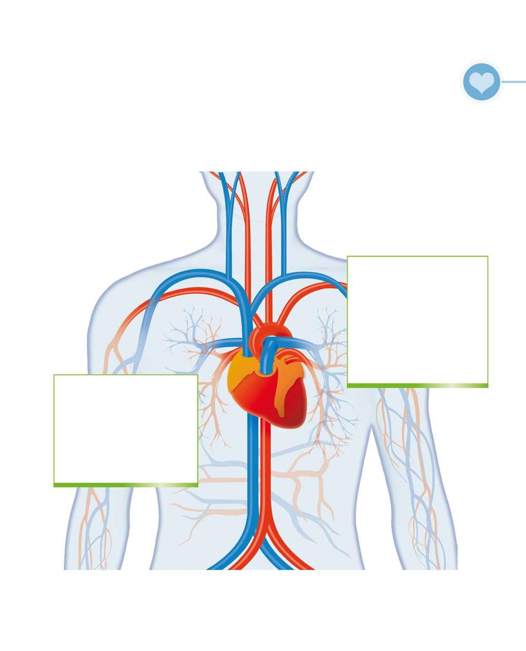 Φροντίστε την Υγεία της Καρδιάς σας ΣΥΜΠΛΗΡΏΜΑΤΑ ΔΙΑΤΡΟΦΉΣ ΚΑΙ ΕΙΔΙΚΆ ΠΡΟΪΌΝΤΑ 37 Η αποτελεσματική ενίσχυση του καρδιαγγειακού συστήματος είναι εφικτή με απλά μέσα.