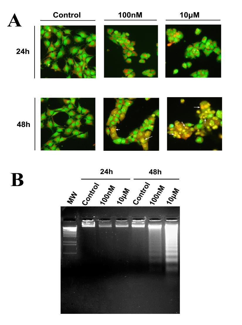 49 Εικόνα 3. Έκθεση κυττάρων C2 σε διάφορες συγκεντρώσεις D-2851 (100nM, 10μΜ).