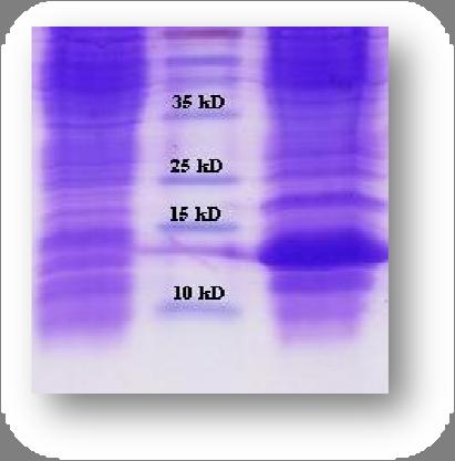 ΑΠΟΤΕΛΕΣΜΑΤΑ FRET 1 Μ 2 Μ 3 4 L24 I58C στα 12 kd L29 A63C στα 7kD Εικόνα Γ.11. SDS-ηλεκτροφόρηση σε πηκτή πολυακρυλαμιδίου 20% w/v ολικών εκχυλισμάτων κυττάρων BL21(DE3).