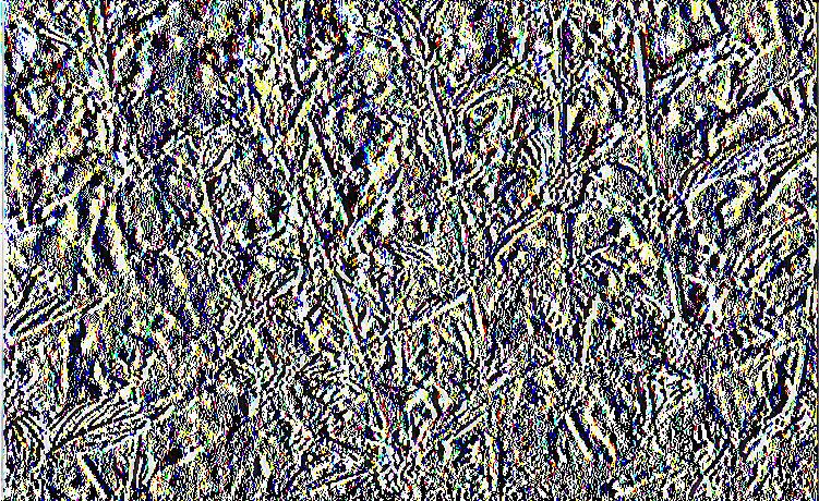 Ά νω : Μένια-ιζίνιζερ M entha gracilis Εικόνα 23- Μέντα- τζίντζερ _ Mentha requienii Μίνθη η ρεκουιένεια Κορσικανική μέντα. Ανθεκτικό ημιαειθαλές πολυετές.