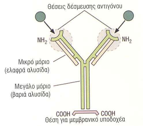 Αντισώματα (ανοσοσφαιρίνες) Συντίθενται από Β λεμφοκύτταρα και συνδέονται με τα αντιγόνα, 5 ομάδες (IgG, IgA, IgD, IgM, IgE) ελαφρές αλυσίδες (κ ή λ)