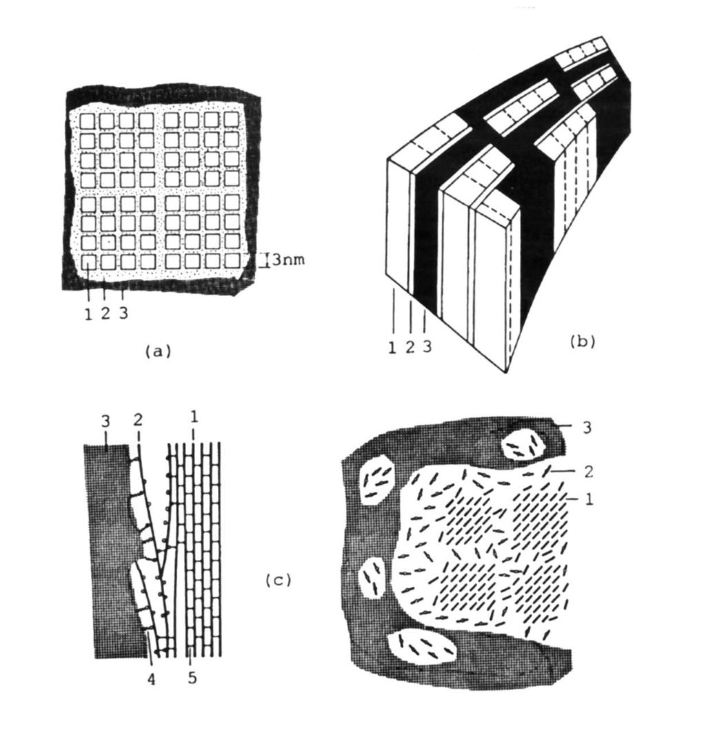 Modeli povezave celuloze (1), hemiceluloze (2) in lignina (3) v oleseneli celični steni: ( Kerr & Goring, 1975; (b)