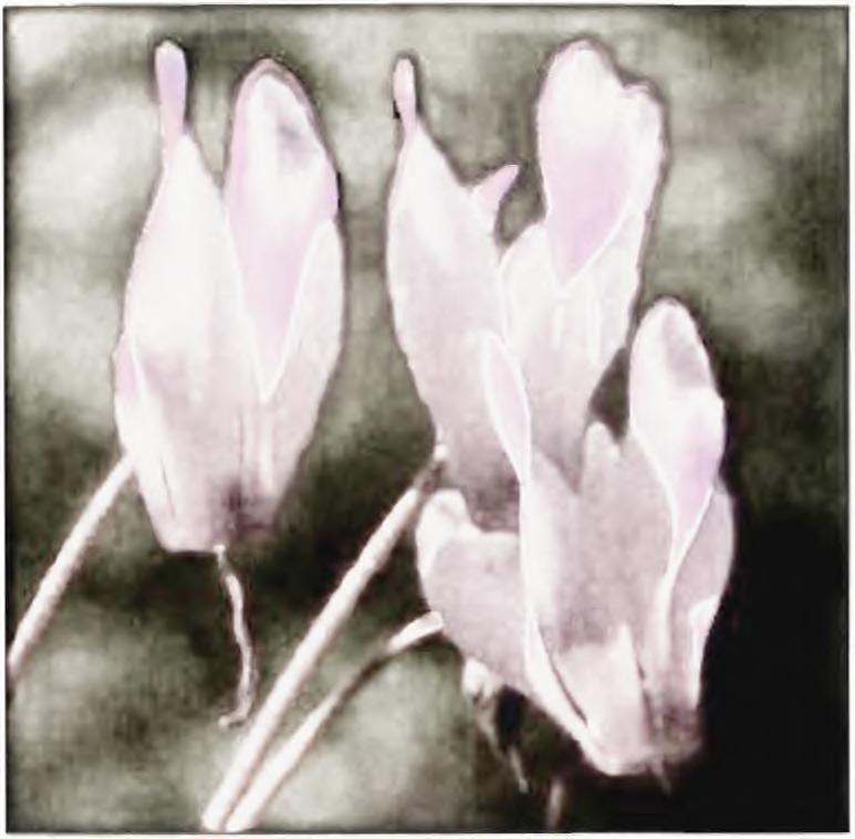 Τα ευώδη λευκά, ροζ ή κόκκινα άνθη με πέταλα που συστρέφονται ελαφρά εμφανίζονται σε λεπτούς μίσχους ύψους 10 εκ. την άνοιξη.