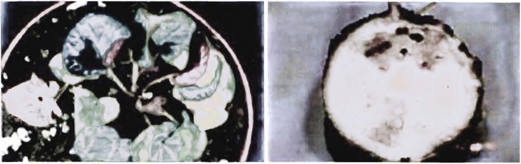 oxysporum (δεξιά) φυτό κυκλάμινου (πηγή: www.dramm.com/img/fish/fusarium.gif). (2) Υγιές (αριστερά) σε σύγκριση με προσβεβλημένα από F.