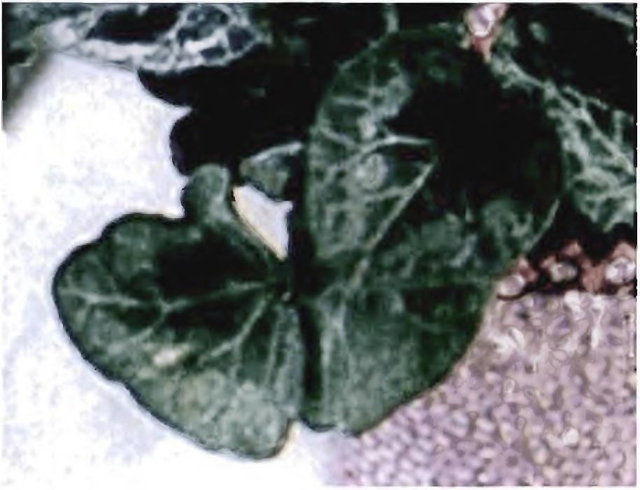 Αναστέλλεται η αύξηση των μερών του φυτού και κυρίως των πλευρικών «κλάδων», καθώς αδρανοποιούνται οι πλευρικοί οφθαλμοί.