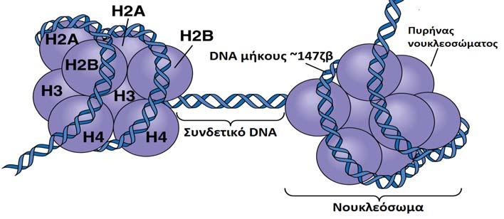 όλα τα ευκαρυωτικά κύτταρα. Τα νουκλεοσώματα συνδέονται με τμήματα DNA μεταβαλλόμενου μήκους στα διάφορα είδη των οργανισμών (Εικόνα 1).