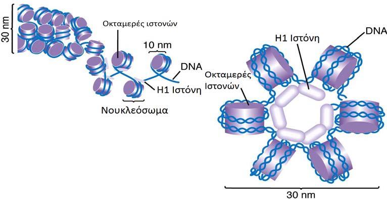 Αλληλεπιδρά με το συνδετικό DNA μεταξύ των νουκλεοσωμάτων, επάγοντας την πιο σφιχτή περιέλιξη του DNA γύρω από το νουκλεόσωμα και αυξάνοντας το μήκος του DNA που είναι τυλιγμένο στενά γύρω από