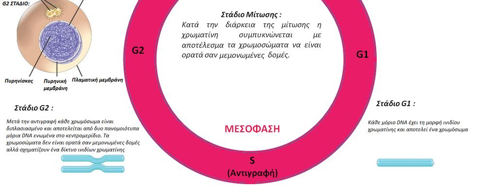 ινιδίων χρωματίνης. Στο στάδιο της αντιγραφής, κάθε ινίδιο χρωματίνης διπλασιάζεται και προκύπτουν δυο πανομοιότυπα αντίγραφα του, οι αδελφές χρωματίδες.