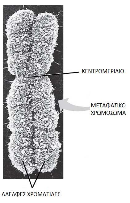 Εικόνα 4: Μορφολογικές Μεταβολές των χρωμοσωμάτων κατά τη διάρκεια του κυτταρικού κύκλου Δομή Μεταφασικών Χρωμοσωμάτων Κάθε φυσιολογικό μεταφασικό χρωμόσωμα αποτελείται από δυο γραμμικά, πανομοιότυπα