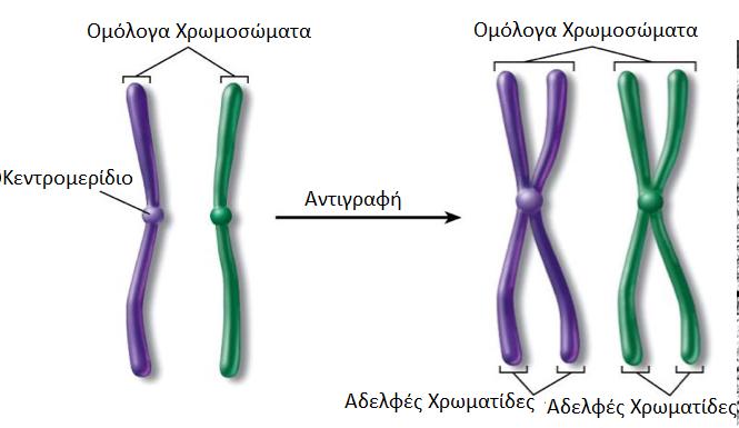 Τα μεταφασικά χρωμοσώματα ενός κυττάρου διαφέρουν μεταξύ τους ως προς το μέγεθος, τη θέση του κεντρομεριδίου και το πρότυπο ζωνών που σχηματίζεται ύστερα από χρώση με ειδικές χρωστικές ουσίες πχ