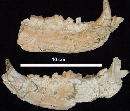 Ursavus