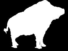 Pliospalax