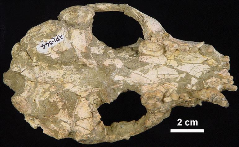 arnensis