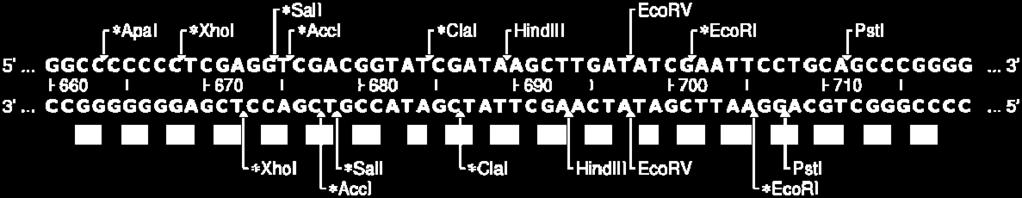 fragmentul Nterminal al genei ce codifică β galactozidaza din