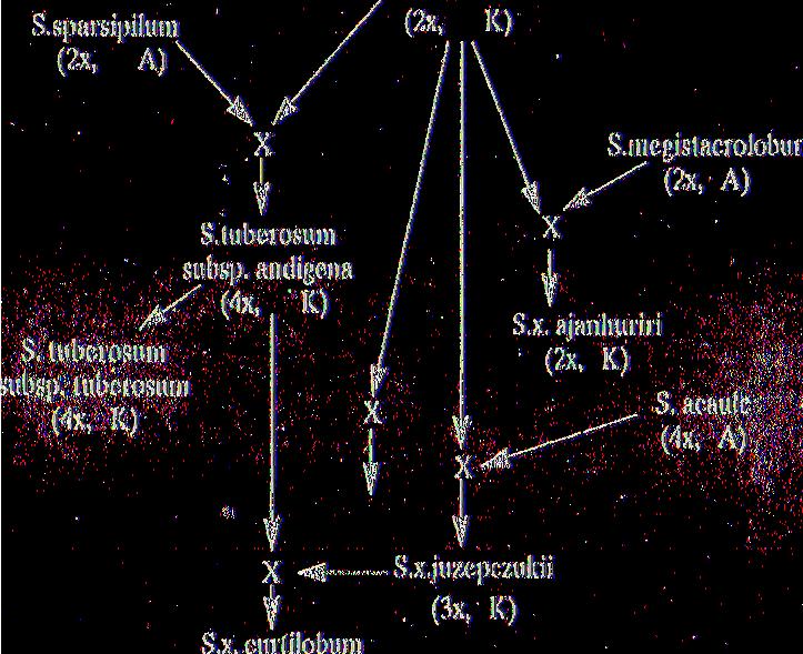stenotomum (5x, K) καταγωγή των