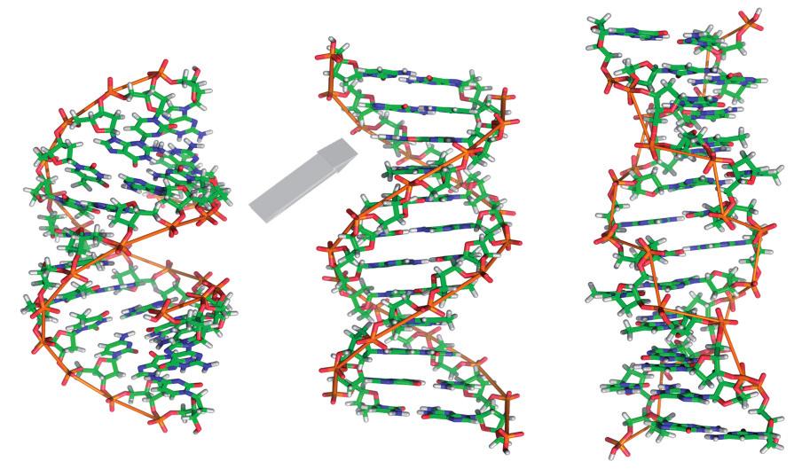 A-DA B-DA Z-DA Joonis 7.11. A-DA, B-DA ja Z-DA konformatsioonilised struktuurimudelid. DA heterodupleksiks (ingl.