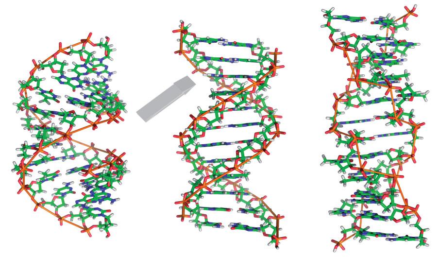 A-DA B-DA Z-DA Joonis 7.11. A-DA, B-DA ja Z-DA konformatsioonilised struktuurimudelid. DA heterodupleksiks (ingl.