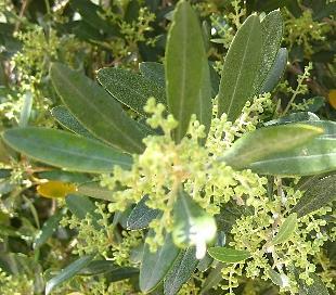 Άνθος αγγειόσπερμων Αγγειόσπερμα Δάφνη (Laurus nobilis) Διαθέτουν εντυπωσιακά άνθη με έντονα χρώματα και