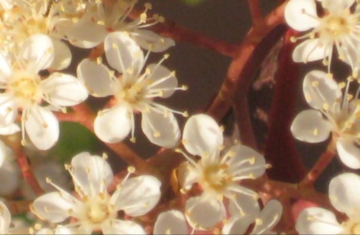 Τα αγγειόφυτα με τα αγγεία μεταφέρουν νερό και συστατικά στα διάφορα μέρη του φυτού. Τα άνθη προσελκύουν με το σχήμα, τα έντονα χρώματα και τα αρώματα τους επικονιαστές.