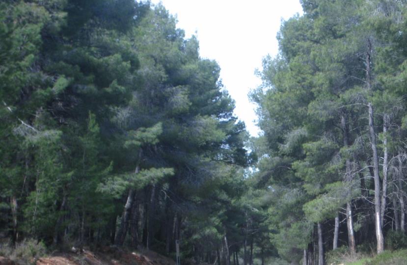 3.2 Προσαρμογές των φυτών στο χερσαίο περιβάλλον Η εξέλιξη των φυτών είναι μια διαρκής και δυναμική διαδικασία που καθορίζεται σημαντικά από τις διαχρονικές γεωλογικές και κλιματικές αλλαγές.
