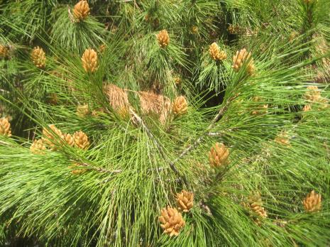 χ. τσουκνίδα) Πικροδάφνη (Nerium oleander) Μερικές από τις προσαρμογές για την ελάττωση των απωλειών σε νερό Σκληρά και δερματώδη φύλλα που καλύπτονται από παχιά εφυμενίδα, η οποία παρεμποδίζει την