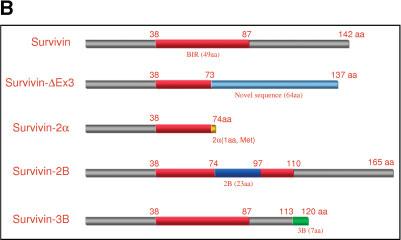 survivin, από ένα αρχικό pre-mrna µε τη διαδικασία