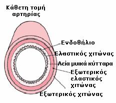 2. Το στάδιο σχηµατισµού αθηρωµατικής πλάκας. 3. Το στάδιο της επιπλεγµένης βλάβης.
