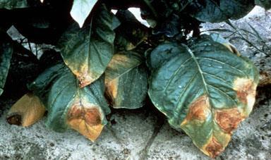 Φυτόφθορα: συμπτώματα (9) Καστανές κηλίδες στα κάτω φύλλα που νεκρώνουν
